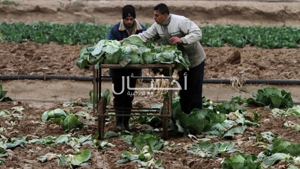 الحصار يكبد الطقاع الزراعي خسارة بقيمة 200 مليون $