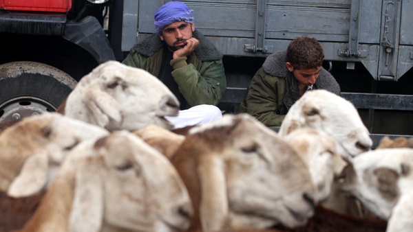 الأضاحي في غزة .. الاسعار والاقبال في انخفاض