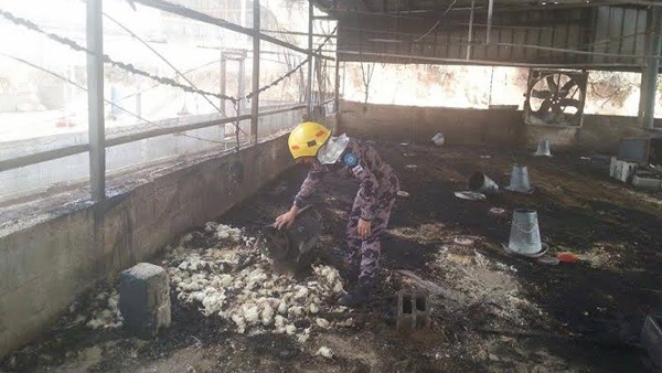 نفوق 5000 طير بحريق مزرعة شمال طولكرم
