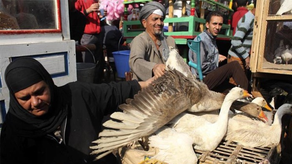 أول وفاة بإنفلونزا الطيور في 2015 بمصر