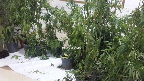ضبط 21 شتلة ماريجوانا بالسموع جنوب الخليل