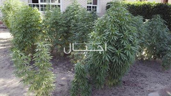 ضبط 397 شتلة مارغوانا في الخليل