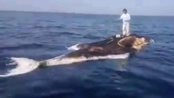 بالفيديو.. شاب يصطاد السمك بمهارة عالية