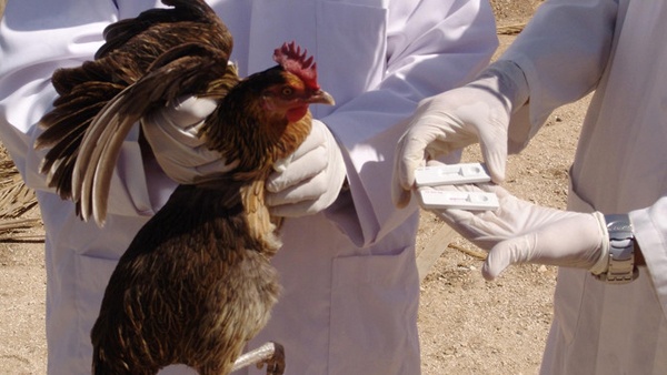 ظهور فيروس انفلونزا الطيور
