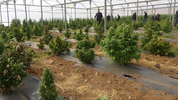 ضبط مشتلي مارجوانا في رابا بجنين