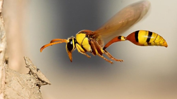اكتشاف فصيلة من الدبابير تستعبد عناكب
