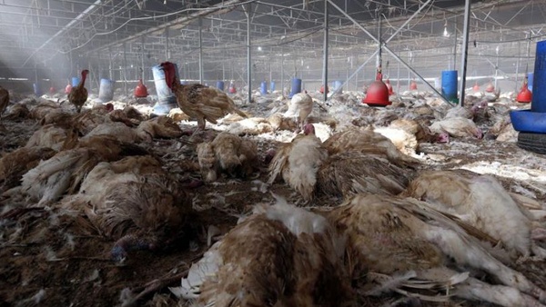خانيونس: اعدام 2000 حبشة مصابة بإنفلونزا الطيور