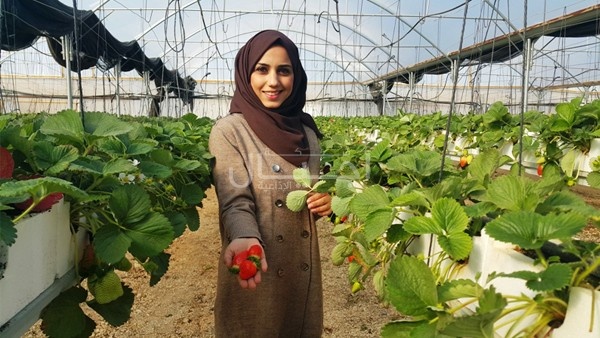 سناء جلامنة من أوائل زارعي الفراولة في جنين