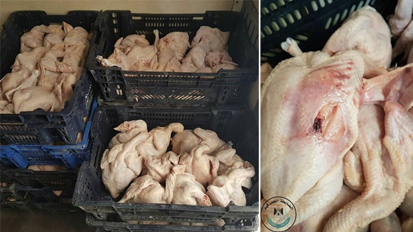 ضبط 660 كغم دجاج فاسد بالخليل