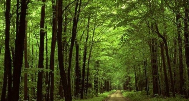لماذا يعيش أغنى رجل تشيكي في الغابة منذ 10 سنوات