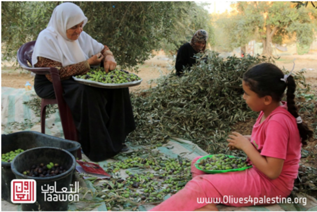التعاون تطلق حملة واسعة لزارعة 20 ألف شجرة زيتون