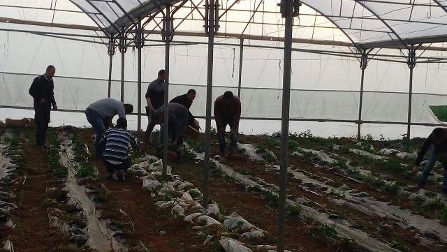 الخليل: مشتل ماريجوانا في بيت بلاستيكي مزروع بالخيار
