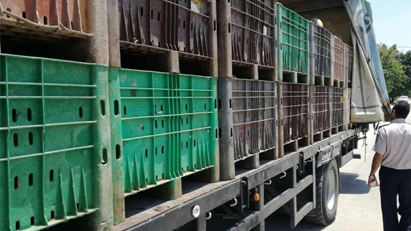 ضبط 40 صندوق بطيخ مهربة من اسرائيل في جنين
