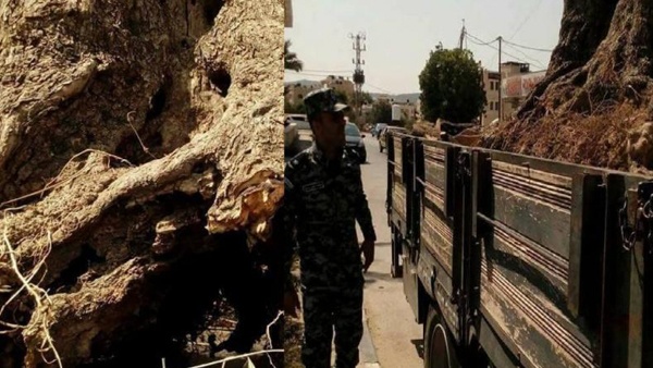 الضابطة تحبط بيع زيتونة رومانية في جنين