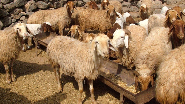 التحرز على أغنام مصابة بالحمى المالطية ببيت لحم