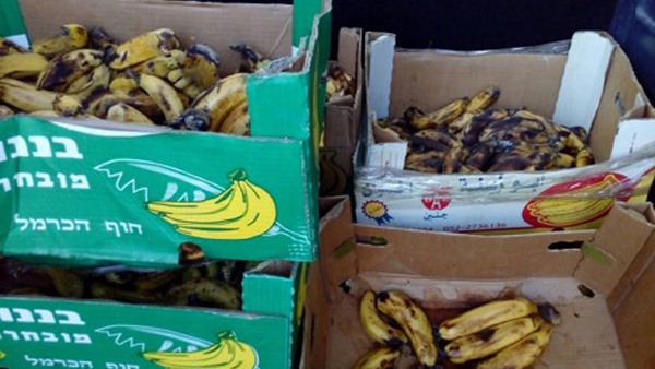 ضبط 200 كغم موز فاسد بجنين