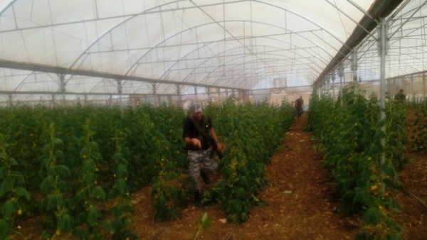 اتلاف 3 دونمات من البيوت البلاستيكية في جنين