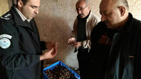اتلاف 280 كغم كستنة فاسدة في جنين