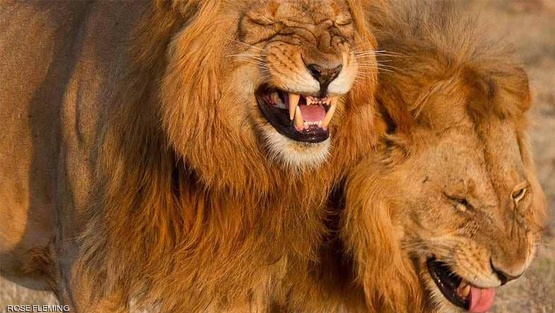 أسدان يضحكان.. ما قصة الصورة؟