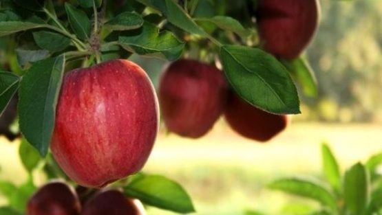 أطعمة لا غنى عنها لمن تجاوزوا الخمسين