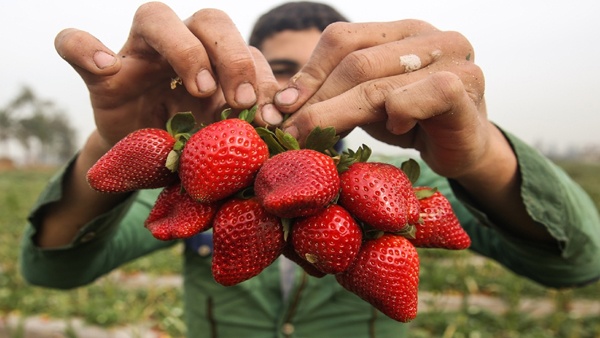 السعودية ترفع الحظر عن الفراولة المصرية