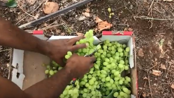 500 دونم من العنب اللابذري المبكر تزرع في الاغوار الفلسطينية