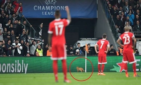 قطة تتسبب بتغريم بيشكتاش التركي بـ 34 ألف يورو