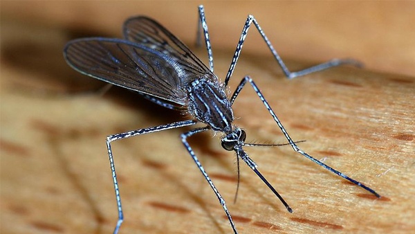 حالة وفاة ثالثة بحمى النيل الغربي في اسرائيل