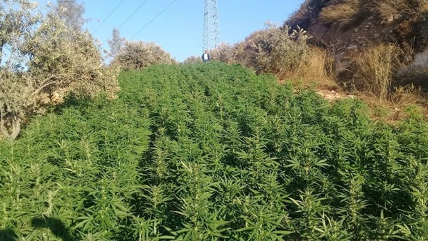 الشرطة تضبط مشتلا للمخدرات شمال غرب الخليل