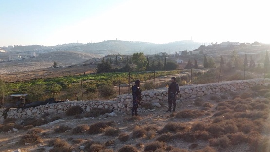 ضبط مشتل مخدرات بين أشجار عنب في الزعيّم شمال القدس
