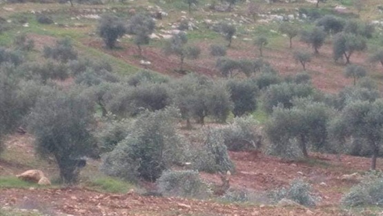 مستوطنون يقطعون 20 زيتونة في المغير شرق رام الله