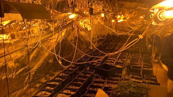 ضبط مشتل ماريجوانا غرب رام الله