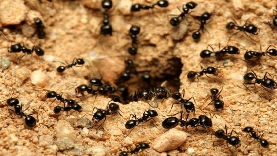 كيف يجد النمل طريقه إلى عشه مشيا للخلف؟