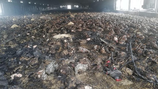 نفوق 20 ألف طير دجاج بحريق في جنين
