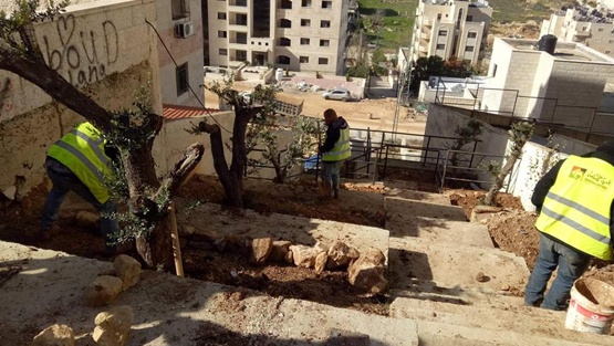 بلدية رام الله: مخالفة قطع أو إزالة أشجار الزيتون 1000 دينار