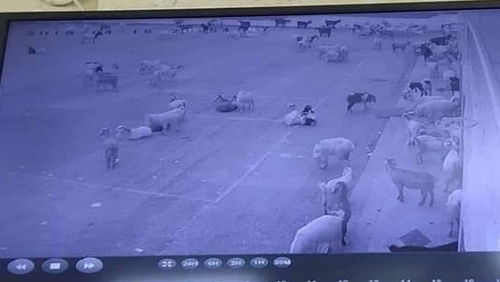 في الخليل.. راع يضع أغنامه في المدرسة !