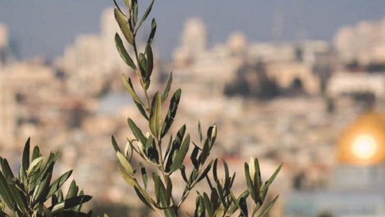 شركة الأرض تتحول الى أكبر مصدر لزيت الزيتون الفلسطيني
