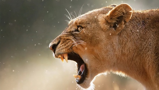 صورة تثير الخوف.. لبؤة داخل شقة في موسكو