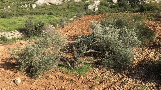 مستوطنون يقطعون نحو 300 شجرة زيتون جنوب بيت لحم
