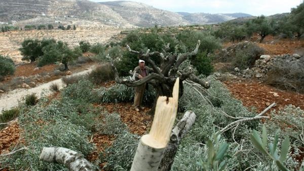 مستوطنون يقطعون 100 شجرة مثمرة غرب بيت لحم