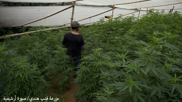 ضبط كيلو ونصف من مادة مخدرة في منزل بنابلس